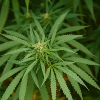 Can marijuana affect a man’s sexual function?