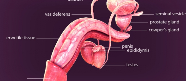 What is hard flaccid syndrome?